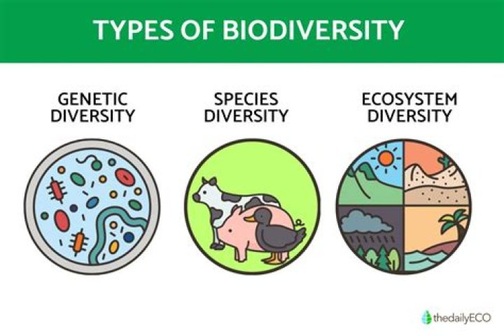 What is Biological diversity