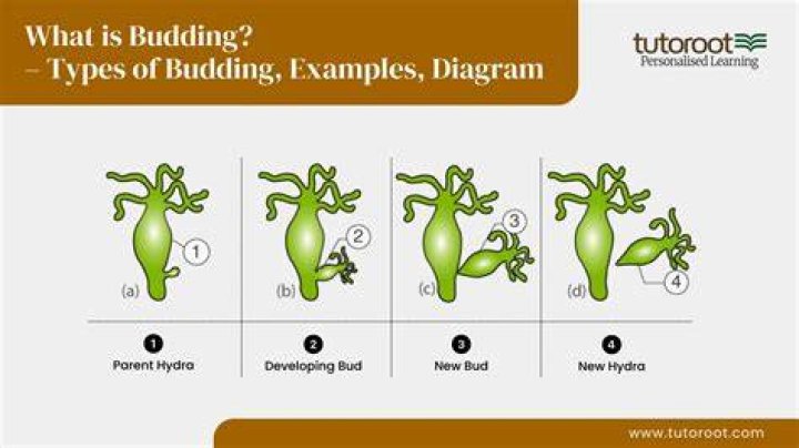 What is budding and its type