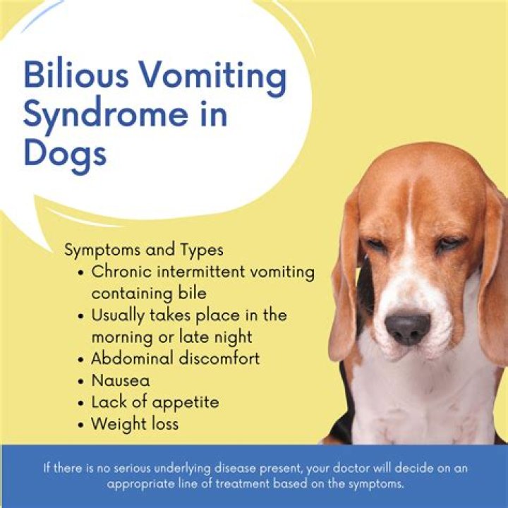 What is chronic dog vomiting