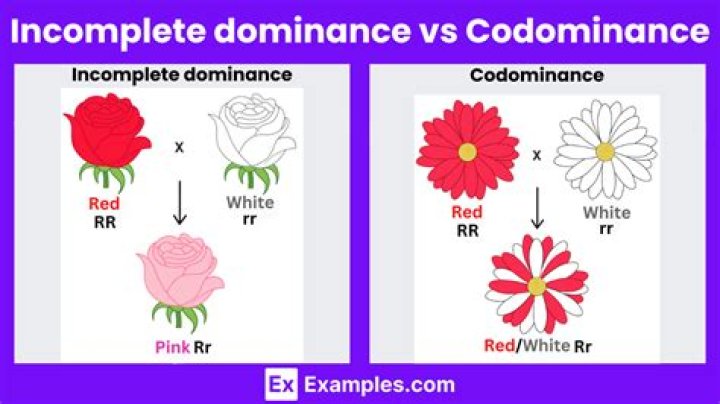 What is codominance disease