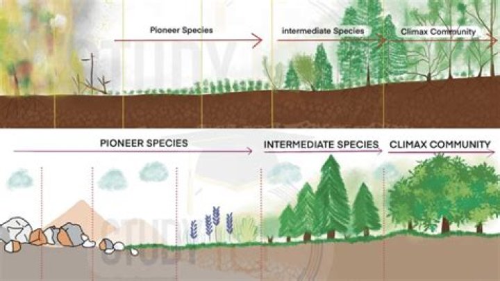 What is continuum in ecology