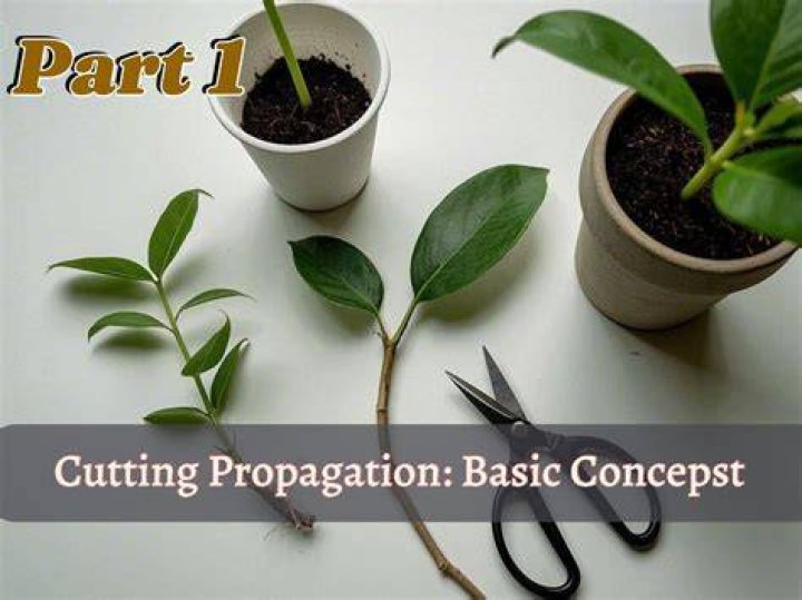 What is cutting propagation