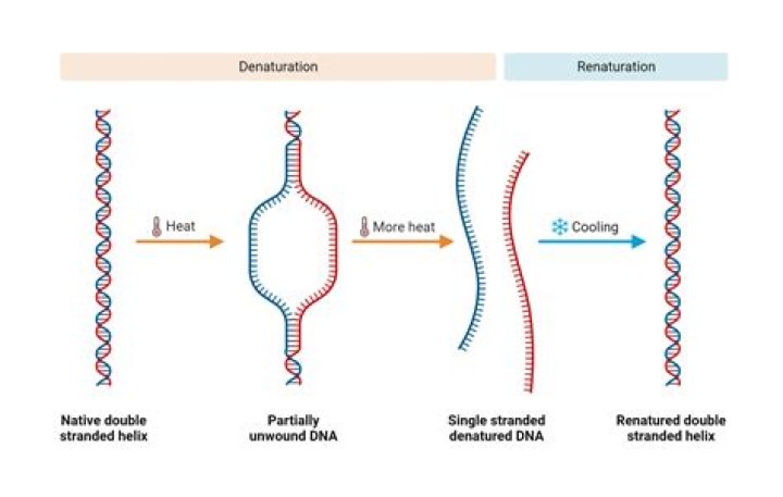 What is denaturation process