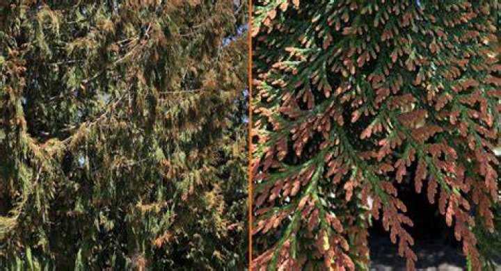What is eating my cedar tree