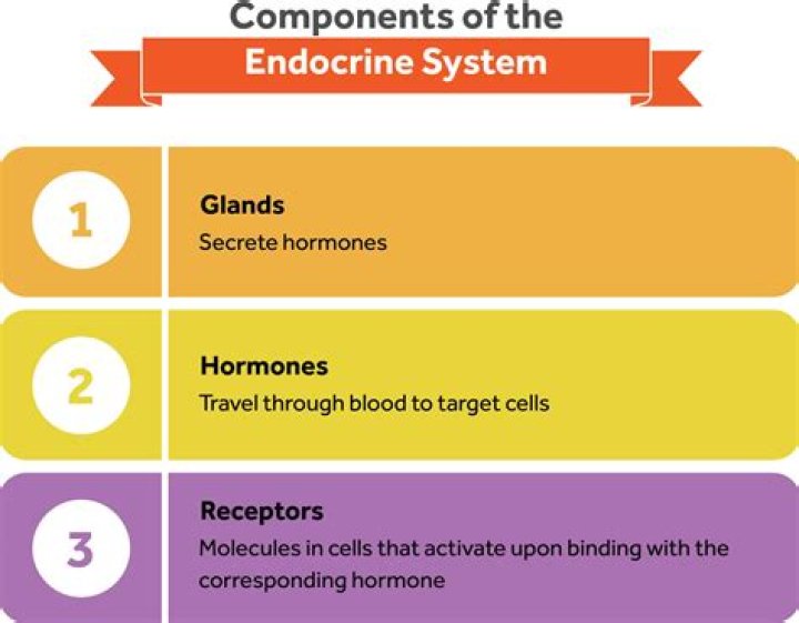 What is endocrine regulation