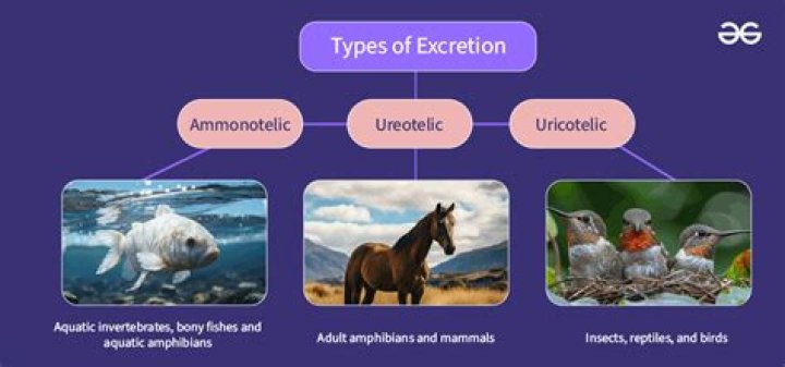 What is excretion in animals