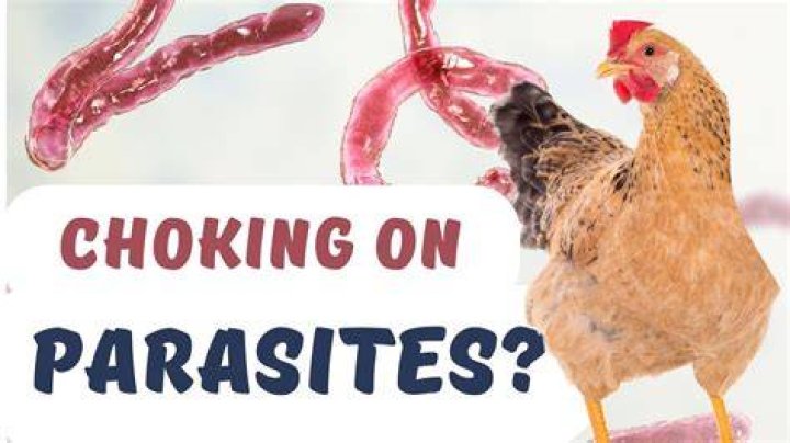 What is Gapeworm in chickens