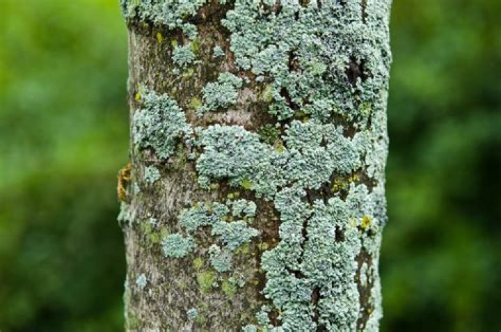 What is green stuff on tree trunk