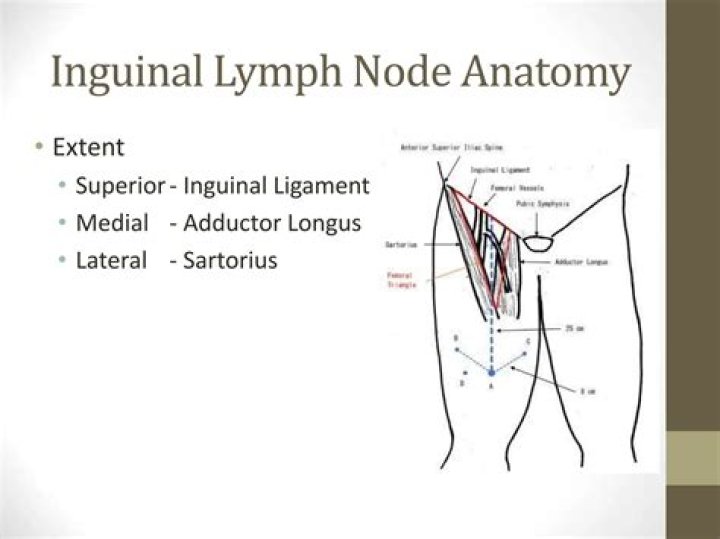 What is inguinal lymph nodes