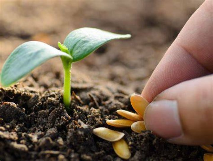 What is inside a plant seed