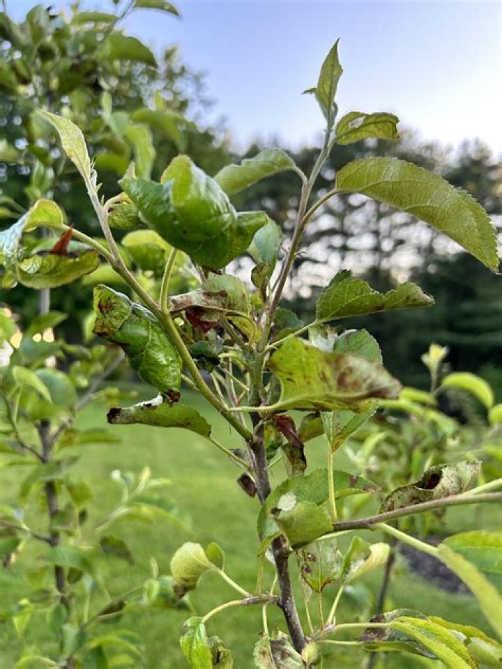 What is killing my apple trees