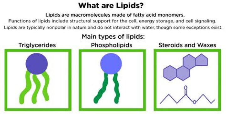 What is lipids and its types