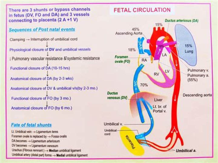 What is maternal circulation