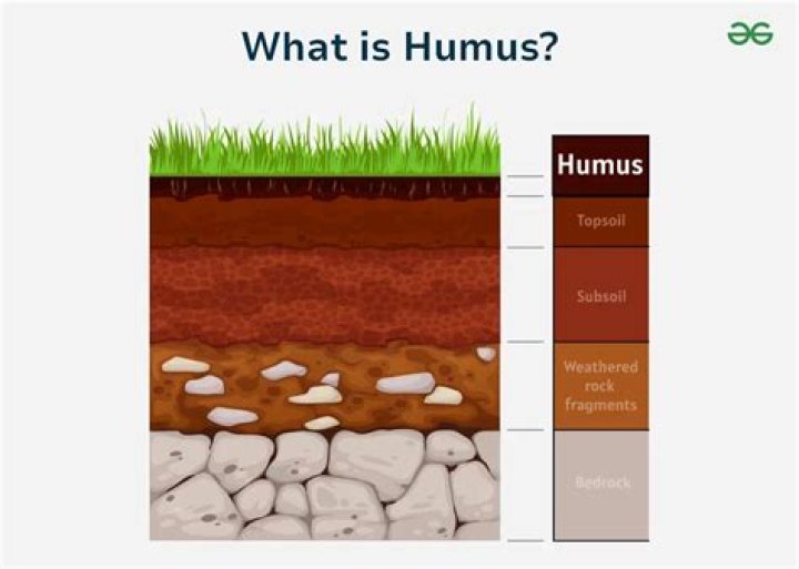 What is mean by humus answer