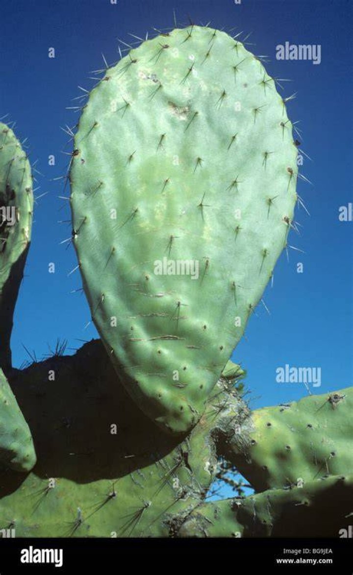 What is meant by spiny stem