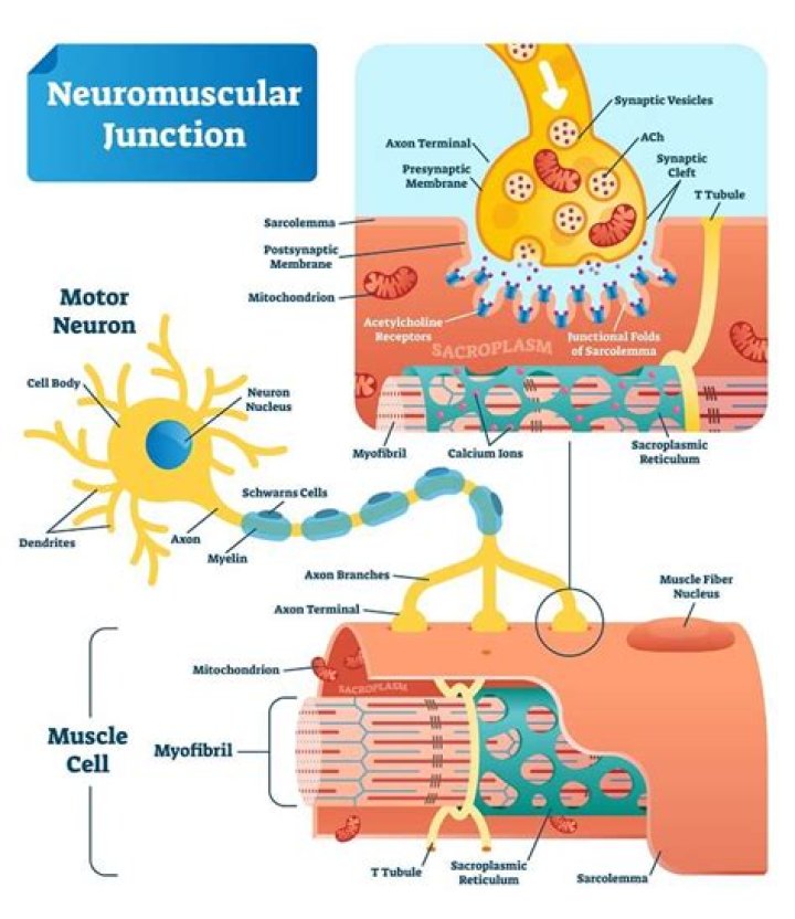 What is neuromuscular system
