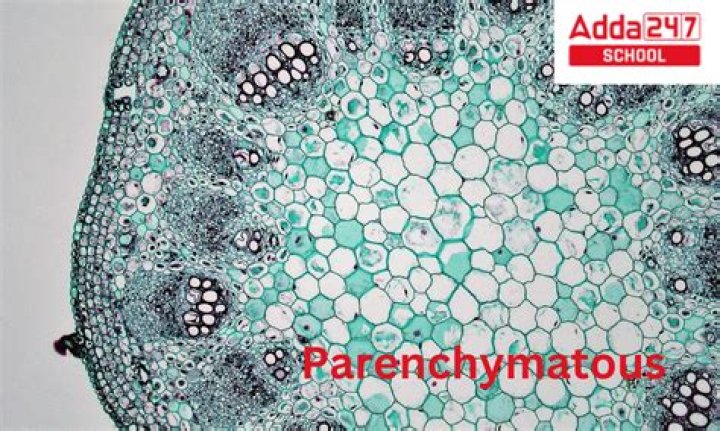 What is parenchymatous algae