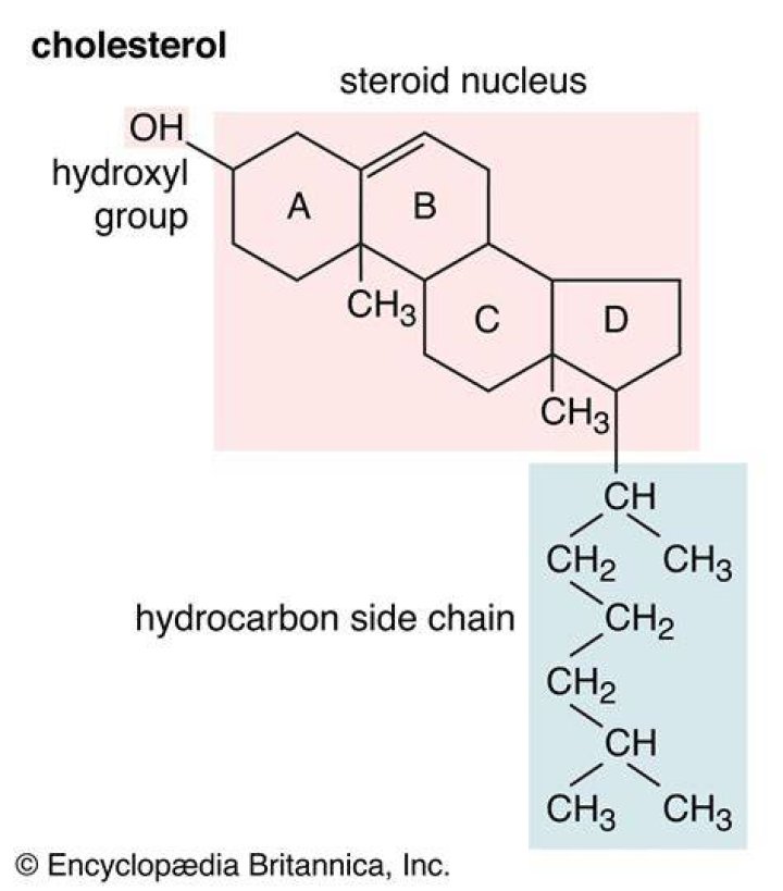 What is phytosterol used for