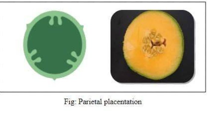What is placentation Class 9