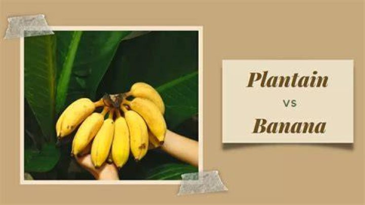 What is plantain tree called