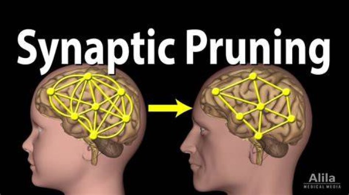 What is pruning in the brain