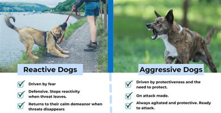 What is reactive temperament