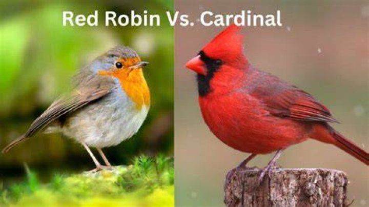 What is Red Robin known for