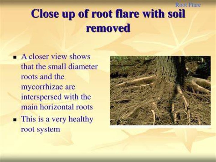 What is root flare on a tree
