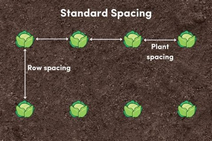 What is row planting method