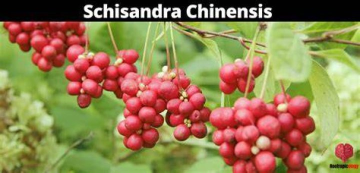 What is schisandra used for