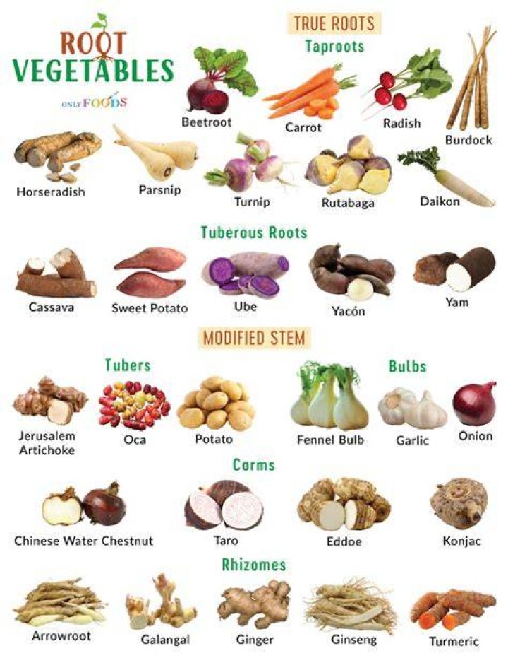 What is Scute root used for