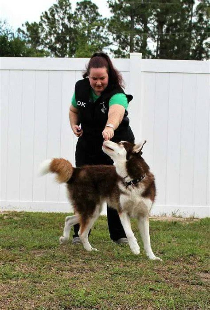 What is shaping dog training