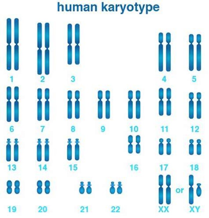 What is shown in a karyotype