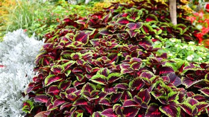 What is special about coleus