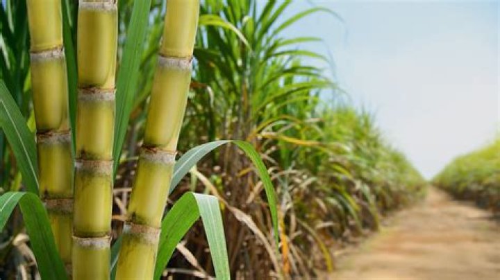 What is sugarcane tillering