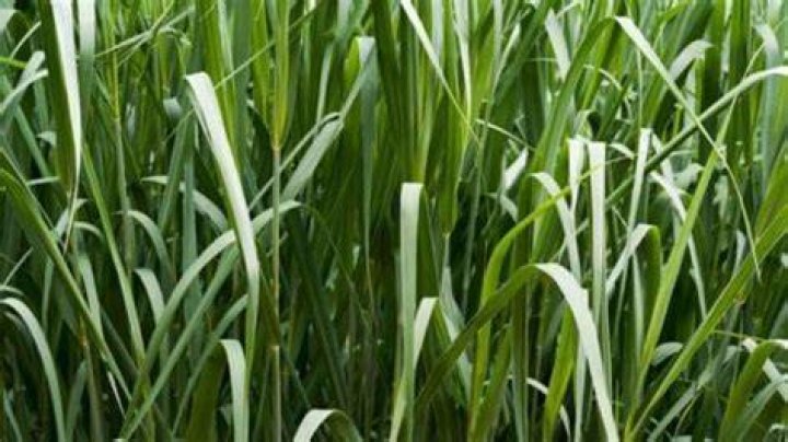 What is switchgrass used for