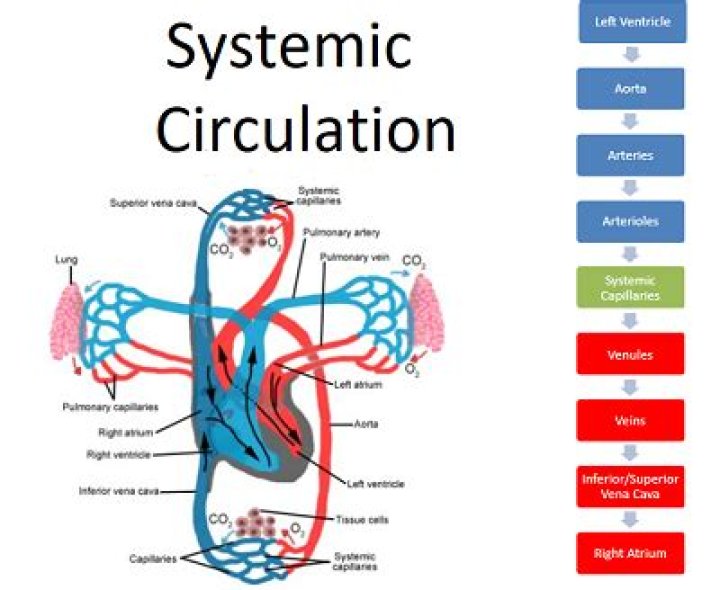 What is systemic circulation