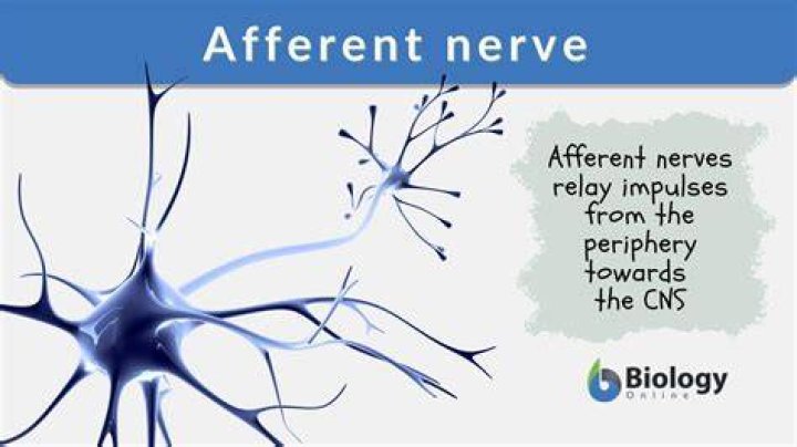 What is the afferent neuron