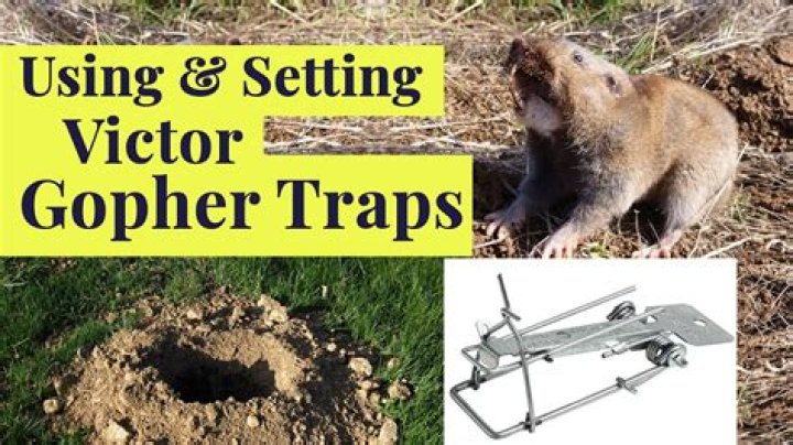 What is the best gopher trap