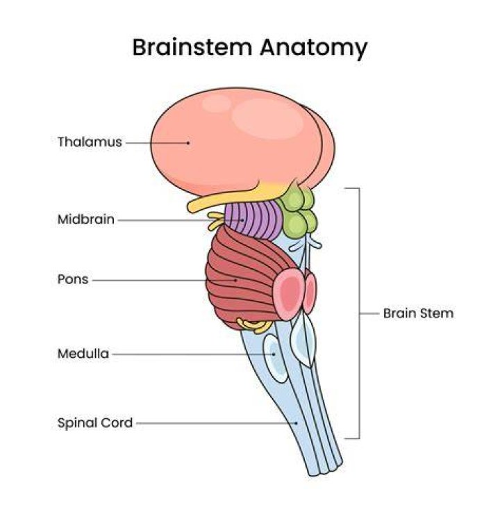 What is the brain stem like