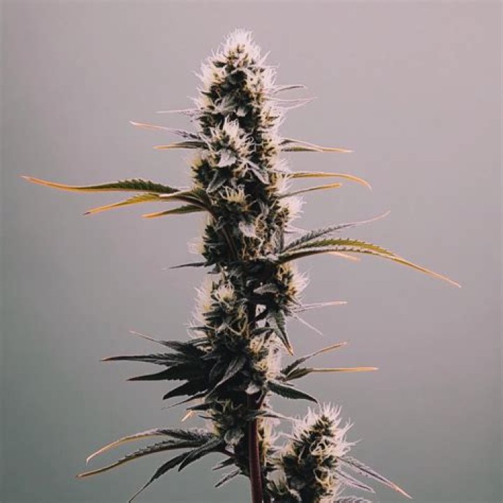 What is the Chocolope strain