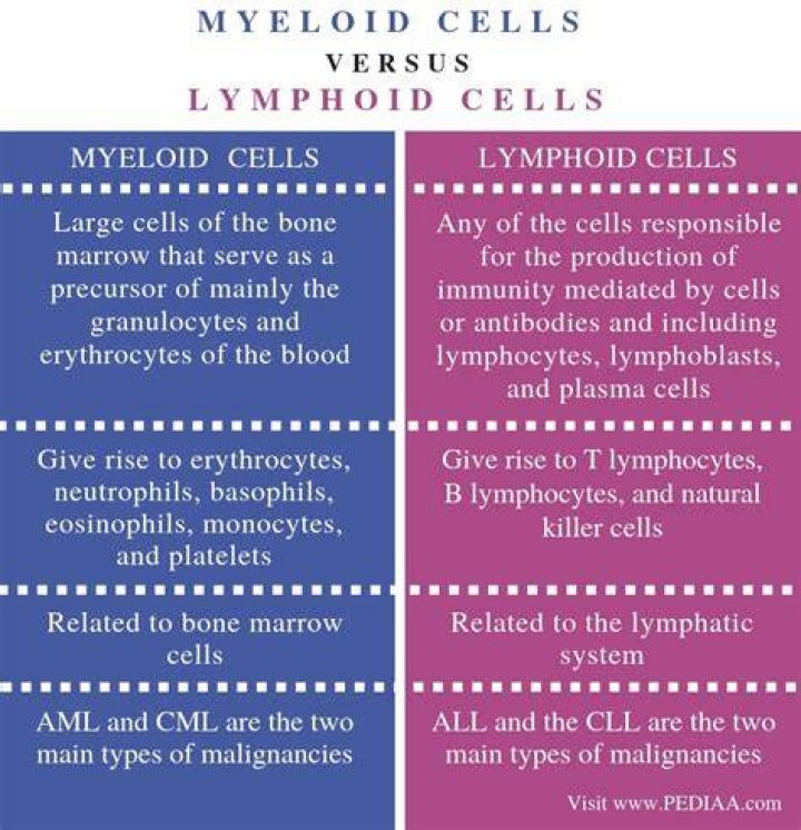 What is the difference between lymphoid and myeloid