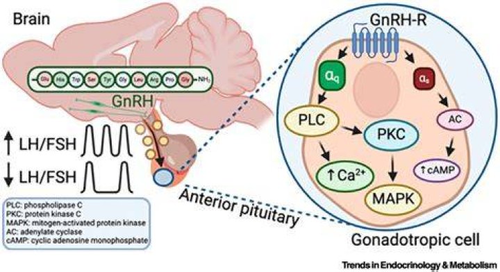 What is the function of GnRH