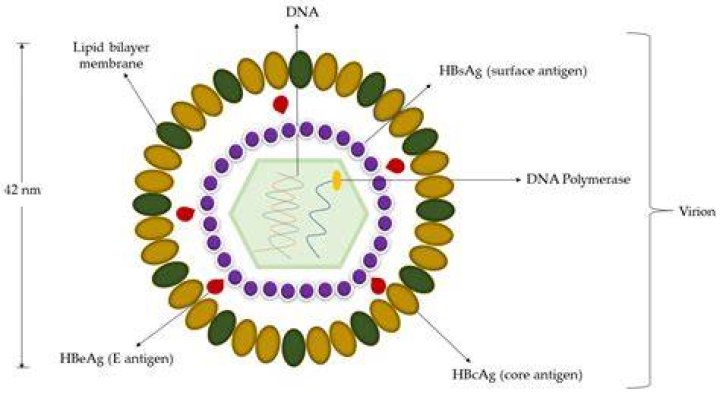 What is the function of HBV