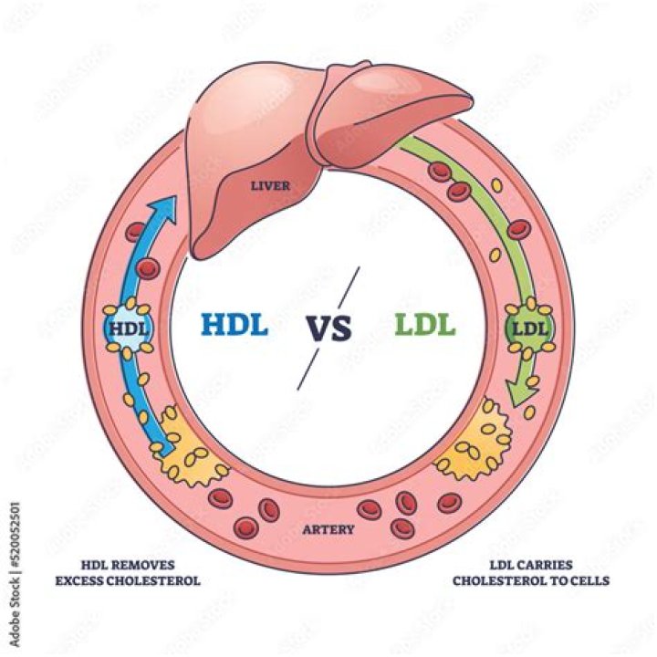 What is the function of LDL
