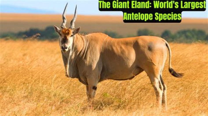 What is the largest antelope