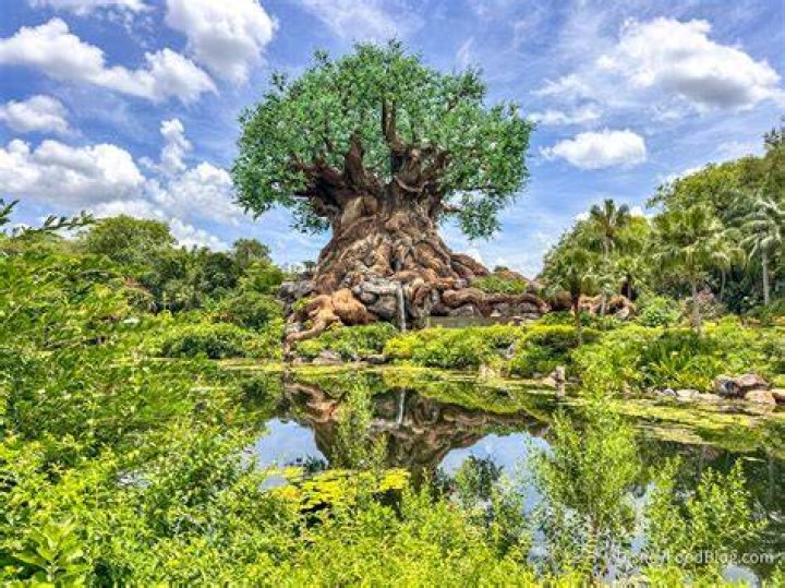 What is the least messy tree