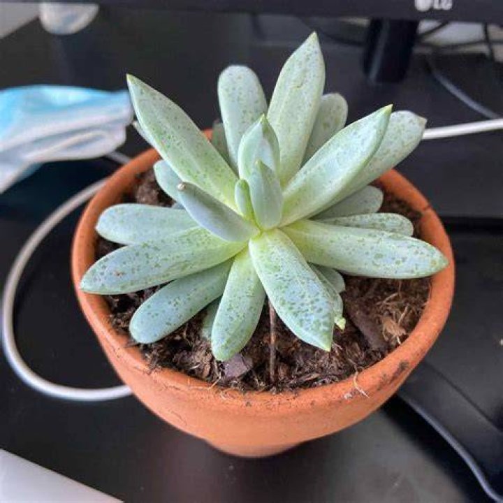 What is the lowest temperature a succulent can handle