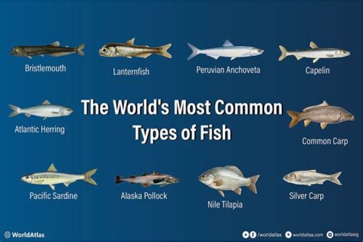 What is the most common MSD