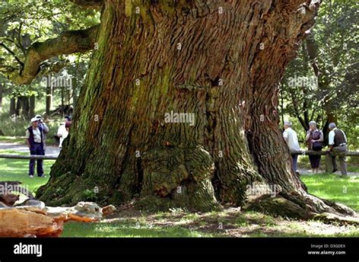 What is the oldest oak tree